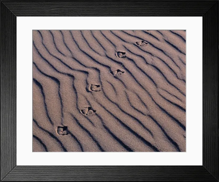 Framed Print : USA, Washington State, Olympic NP Framed Print : USA, Washington State, Olympic NP