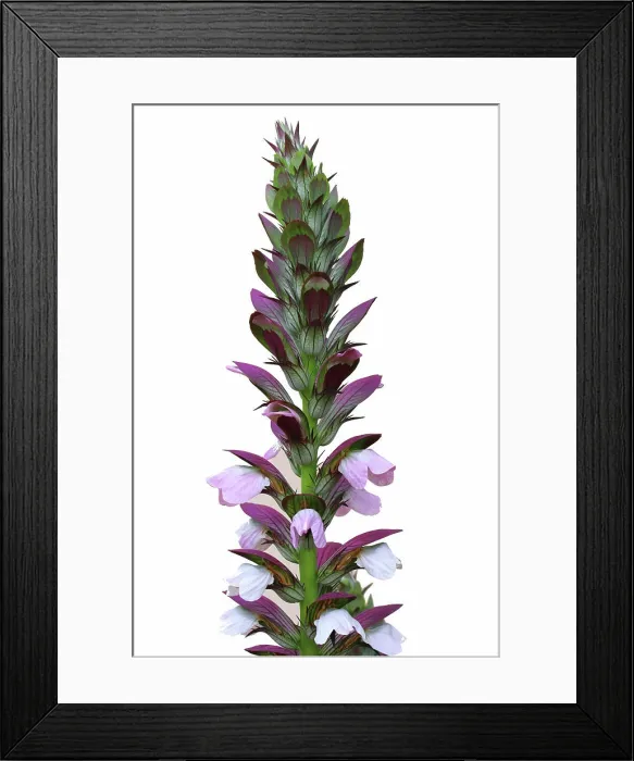 Framed Print : Balkan-Bärenklau oder Balkan-Bärentatze *** Balkans Hogweed Or Balkans Bärentatze 1033004288 Framed Print : Balkan-Bärenklau oder Balkan-Bärentatze *** Balkans Hogweed Or Balkans Bärentatze 1033004288