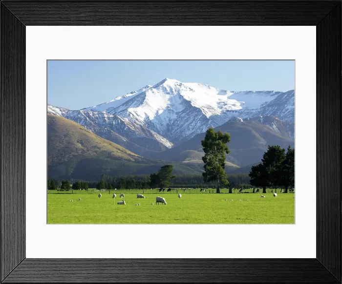 Framed Print : Sheep and Mt. Hutt, near Methven, Canterbury, South Island, New Zealand Framed Print : Sheep and Mt. Hutt, near Methven, Canterbury, South Island, New Zealand