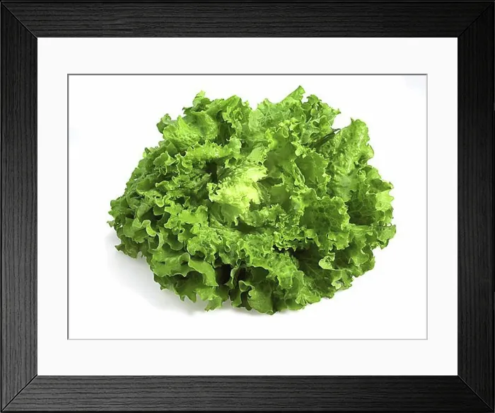 Framed Print : SCAROLE SALAD (Cichorium endivia) Framed Print : SCAROLE SALAD (Cichorium endivia)