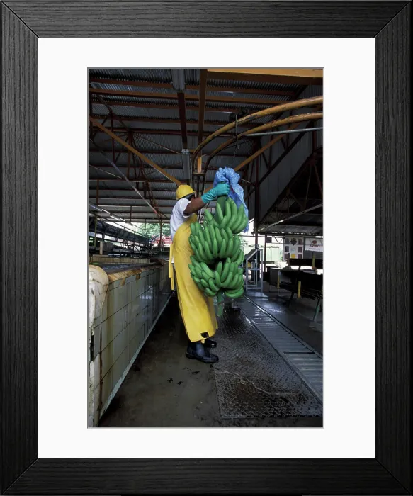 Framed Print : Central America, Costa Rica, Banana Plantation Framed Print : Central America, Costa Rica, Banana Plantation