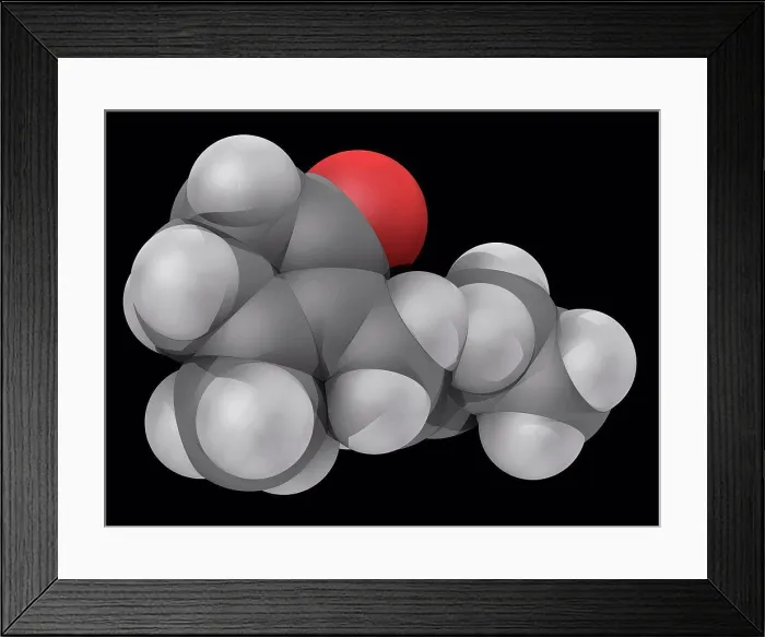 Framed Print : Jasmone, molecular model. Natural organic compound extracted from the oil from jasmine flowers Framed Print : Jasmone, molecular model. Natural organic compound extracted from the oil from jasmine flowers