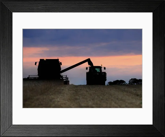 Framed Print : Wheat (Triticum aestivum) crop Framed Print : Wheat (Triticum aestivum) crop