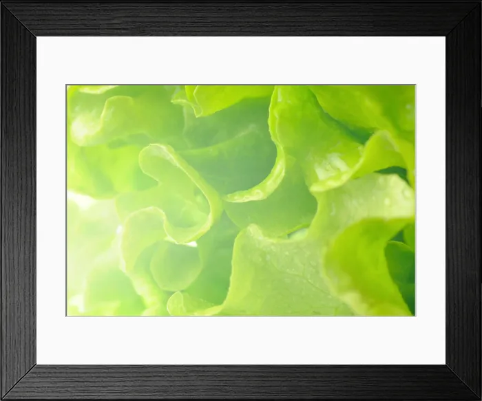 Framed Print : fresh lettuce fresh lettuce Copyright: xZoonar.com / SergeyxPetermanx 2206866 Framed Print : fresh lettuce fresh lettuce Copyright: xZoonar.com / SergeyxPetermanx 2206866