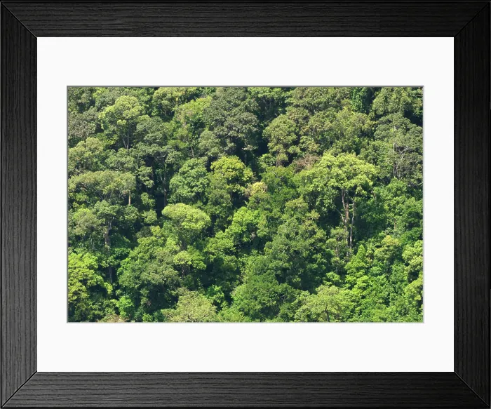 Framed Print : Jungle, rainforest tropical jungle with its unpopular plants in Malaysia, Asia Framed Print : Jungle, rainforest tropical jungle with its unpopular plants in Malaysia, Asia
