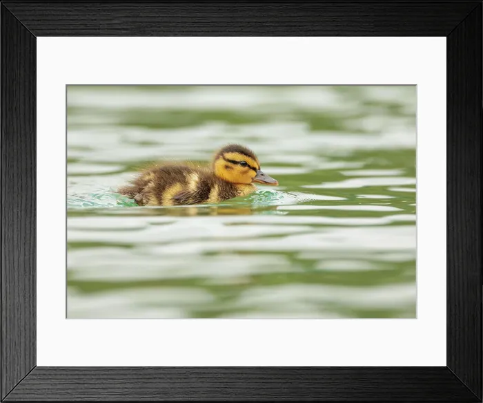 Framed Print : Birds, Nature 2024 06 10, Si, Bled Duckling on a lake Framed Print : Birds, Nature 2024 06 10, Si, Bled Duckling on a lake