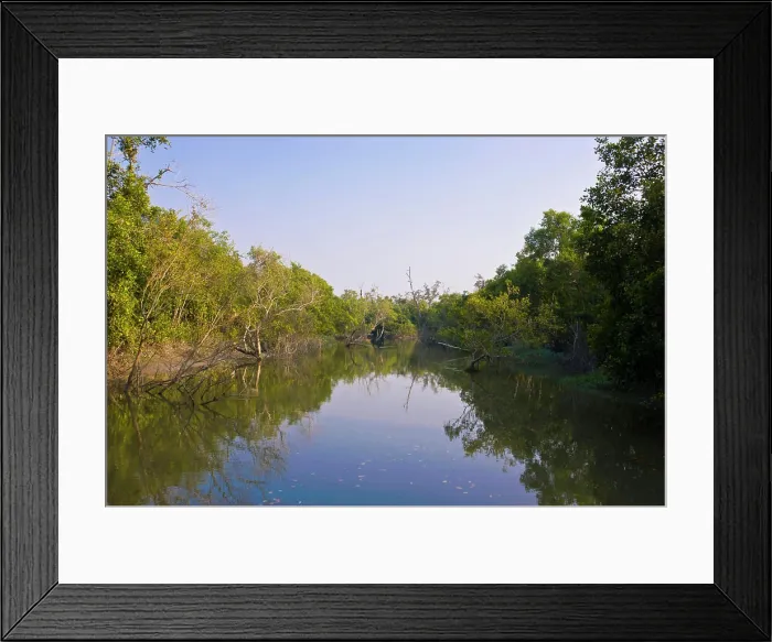 Framed Print : Swamps in the Unesco World Heritage Site Sundarbans, Bangladesh, Asia Framed Print : Swamps in the Unesco World Heritage Site Sundarbans, Bangladesh, Asia