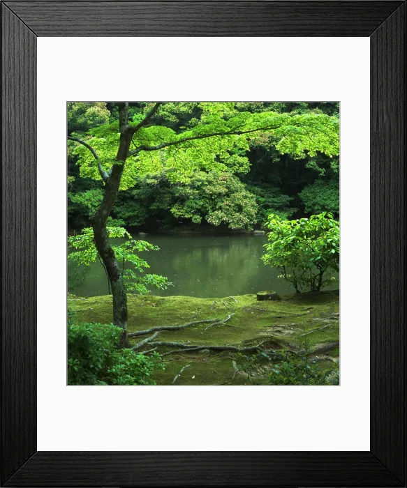 Framed Print : Pond and tree on a mossy bank Framed Print : Pond and tree on a mossy bank