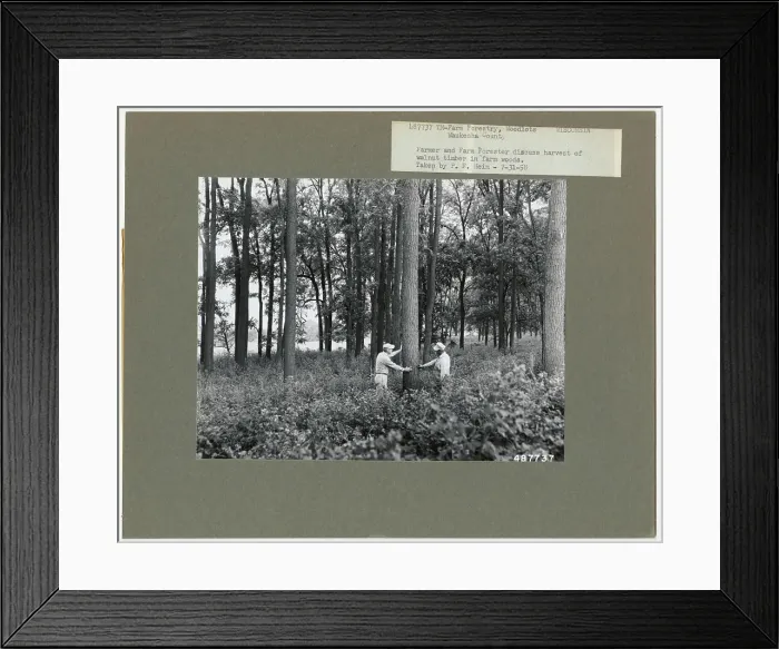 Framed Print : S & PF - Wisconsin. Photographs Relating to National Forests Framed Print : S & PF - Wisconsin. Photographs Relating to National Forests
