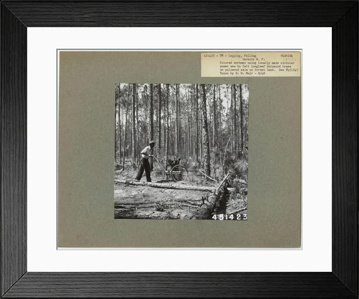 Framed Print : Logging: Felling - Florida. Photographs Relating to National Forests Framed Print : Logging: Felling - Florida. Photographs Relating to National Forests