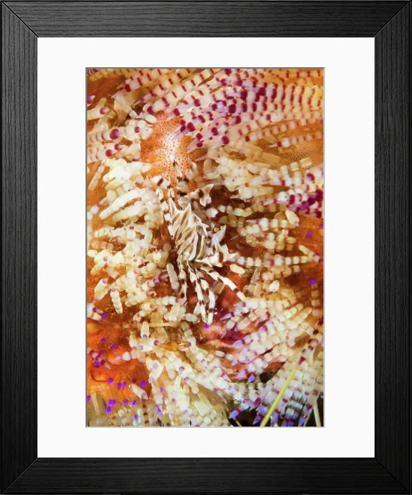 Framed Print : Indonesia, Komodo, Zebra crab (Zebrida adamsii ) in Fire urchin (Astropyga radiata) Framed Print : Indonesia, Komodo, Zebra crab (Zebrida adamsii ) in Fire urchin (Astropyga radiata)
