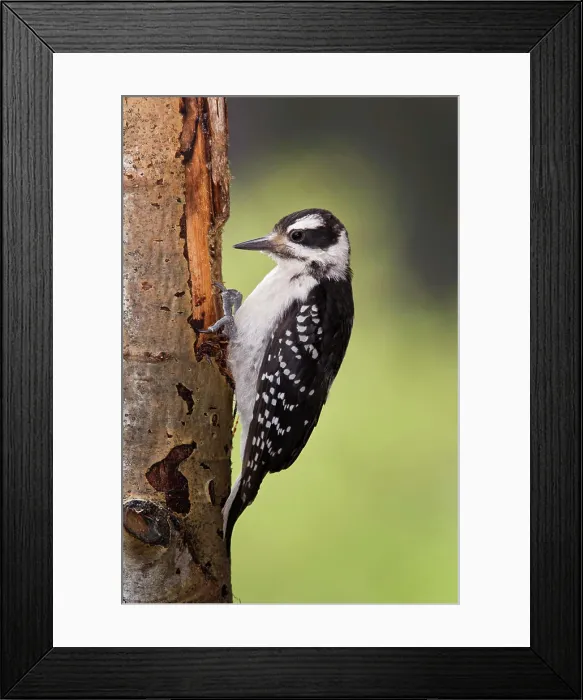 Framed Print : Hairy woodpecker Picoides villosus, female, Lac Le Jeune, British Columbia, Canada Framed Print : Hairy woodpecker Picoides villosus, female, Lac Le Jeune, British Columbia, Canada