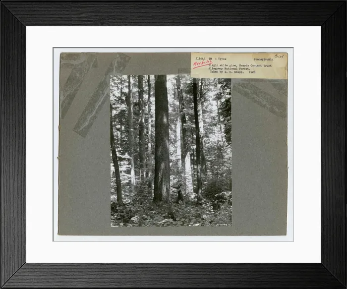 Framed Print : Timber Management: Types - Pennsylvania Framed Print : Timber Management: Types - Pennsylvania