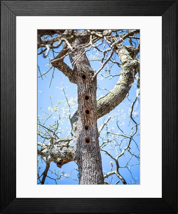 Framed Print : Woodpecker holes in a pubescent oak (Quercus pubescens) Framed Print : Woodpecker holes in a pubescent oak (Quercus pubescens)