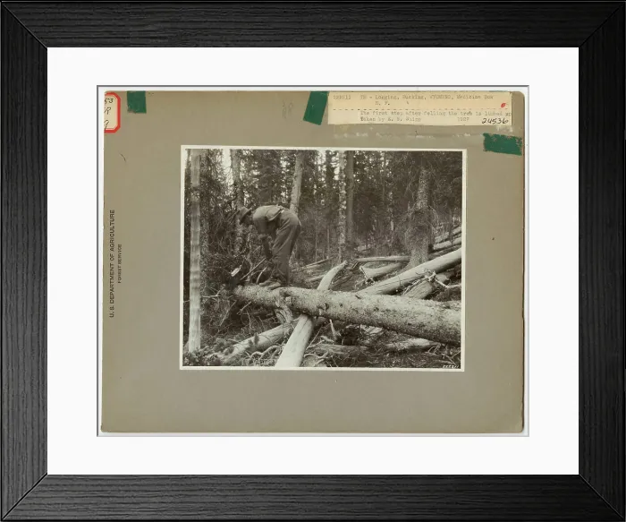 Framed Print : Logging: Bucking - Wyoming. Photographs Relating to National Forests Framed Print : Logging: Bucking - Wyoming. Photographs Relating to National Forests
