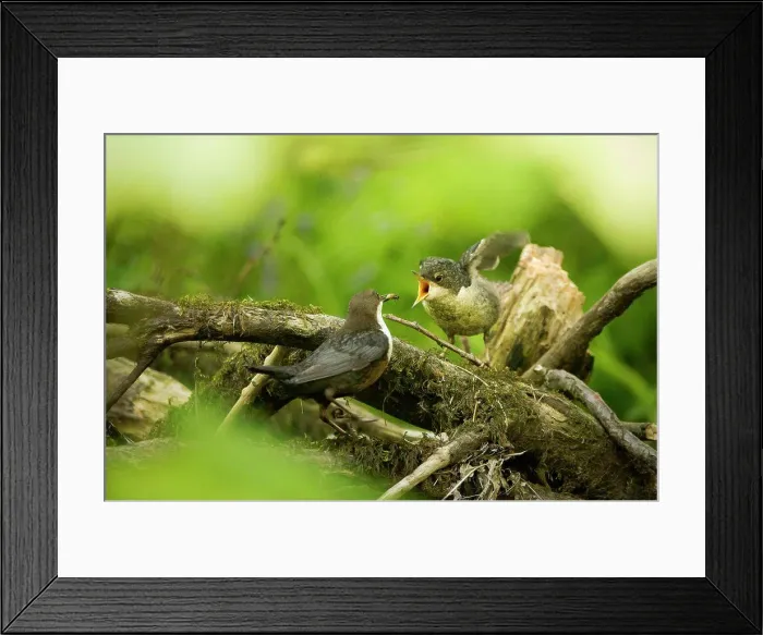 Framed Print : A dipper bird feeding a juvenile in the woods Framed Print : A dipper bird feeding a juvenile in the woods