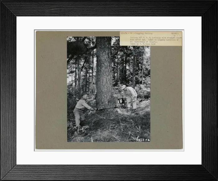 Framed Print : Logging: Felling - Georgia. Photographs Relating to National Forests Framed Print : Logging: Felling - Georgia. Photographs Relating to National Forests