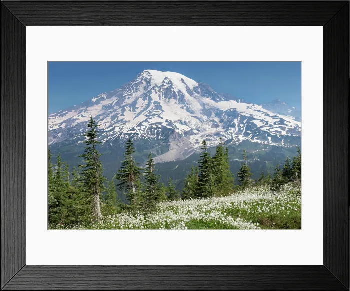 Framed Print : Washington, Mount Rainier National Park. Avalanche lilies and Mount Rainier