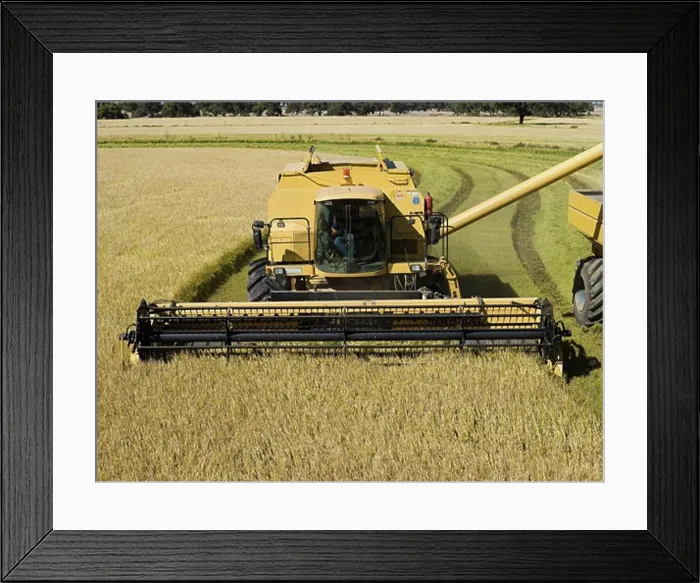 Framed Print : Rice Harvesting, Australia Framed Print : Rice Harvesting, Australia