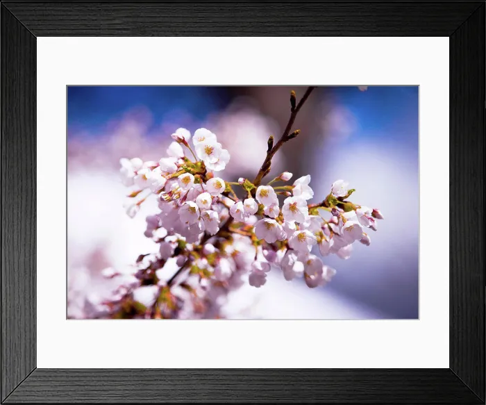 Framed Print : beautiful color close up flowers at daylight