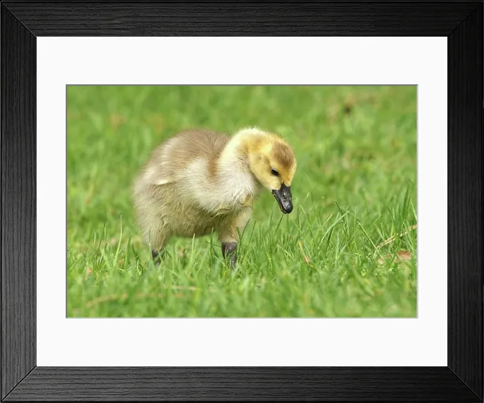 Framed Print : A Canadian Goose gosling, branta canadensis, walks in the grass at Manito Park in Spokane, Washington
