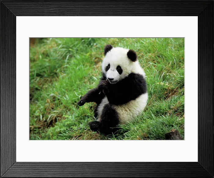 Framed Print : China, Sichuan Province, Wolong Panda Reserve, Giant Panda Cub (Ailuropoda Melanoleuca), 6 Months Old, Sitting