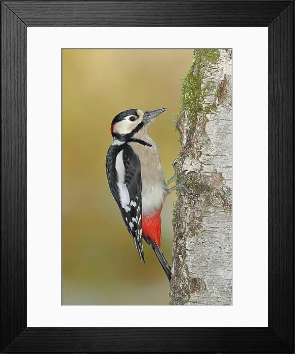 Framed Print : Great spotted woodpecker (Dendrocopos major) Framed Print : Great spotted woodpecker (Dendrocopos major)