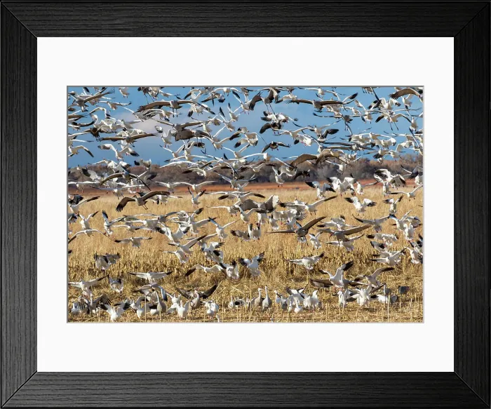 Framed Print : USA, New Mexico. Bosque Del Apache National Wildlife Refuge, sandhill crane and snow geese flying Framed Print : USA, New Mexico. Bosque Del Apache National Wildlife Refuge, sandhill crane and snow geese flying