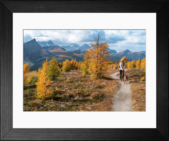 Framed Print : Dog Walking Through Healey Pass During Fall in the Rockies Framed Print : Dog Walking Through Healey Pass During Fall in the Rockies