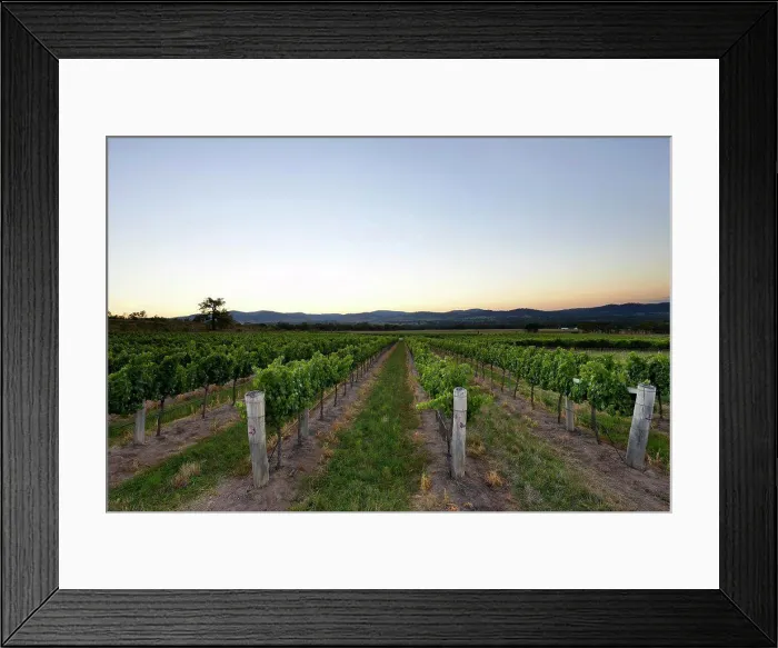 Framed Print : Sun setting over hills behind Vineyard Framed Print : Sun setting over hills behind Vineyard