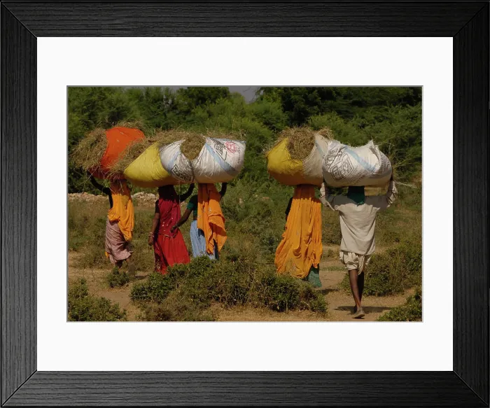 Framed Print : Village women carrying dried sticks home for fire wood. Near Ranthambhore. Rajasthan. INDIA Framed Print : Village women carrying dried sticks home for fire wood. Near Ranthambhore. Rajasthan. INDIA