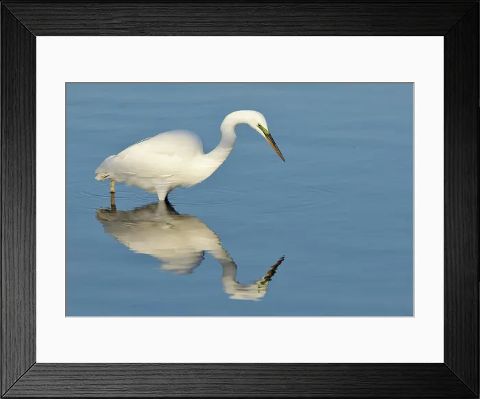 Framed Print : Great Egret Ardea alba fishing at Bolsa Chica Refuge California Framed Print : Great Egret Ardea alba fishing at Bolsa Chica Refuge California