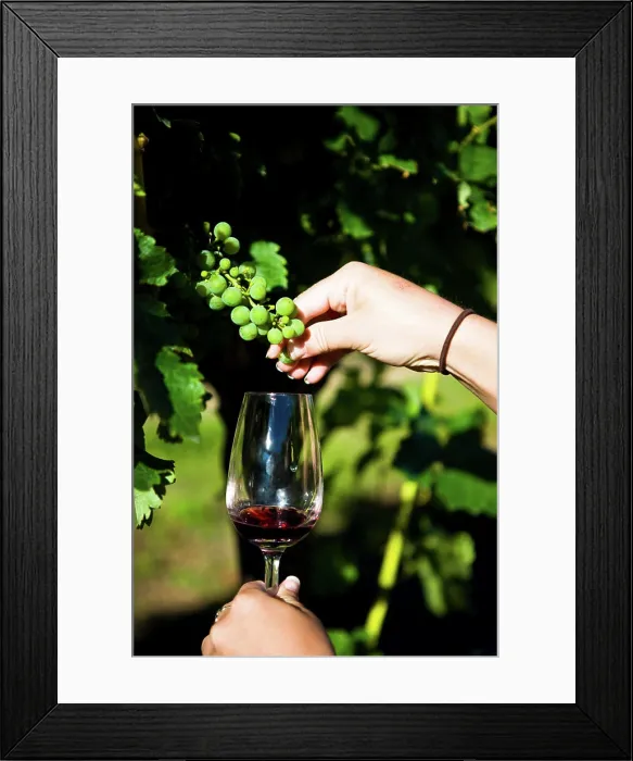 Framed Print : Blenheim, New Zealand. The northern area of the South Island has become a world famous location for wines