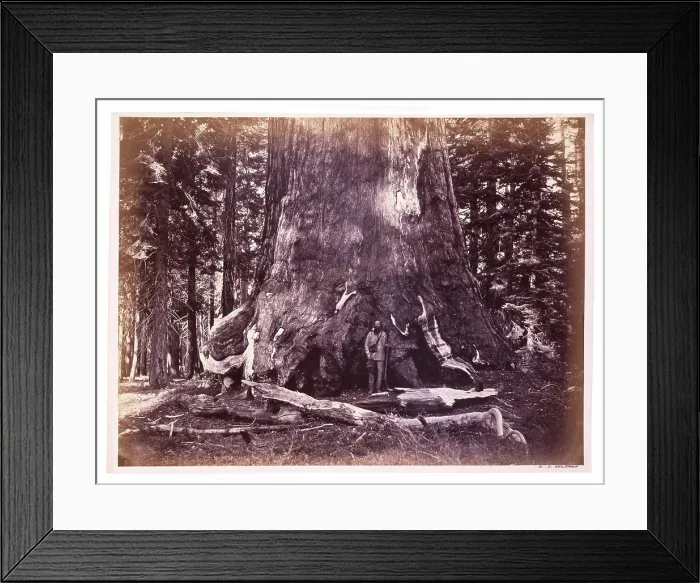 Framed Print : Photograph, Mariposa Grove, Grizzly Giant Framed Print : Photograph, Mariposa Grove, Grizzly Giant