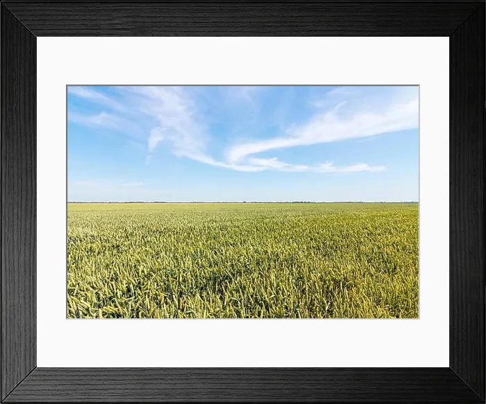 Framed Print : Green wheat field on sunny day