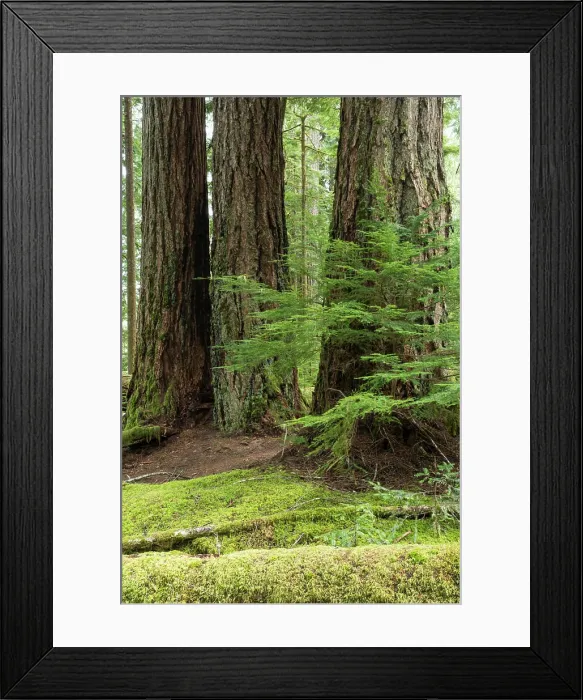 Framed Print : Large Douglas Fir grove, Pseudotsuga menziesii, Koksilah River, Vancouver Island, British Columbia, Canada Framed Print : Large Douglas Fir grove, Pseudotsuga menziesii, Koksilah River, Vancouver Island, British Columbia, Canada