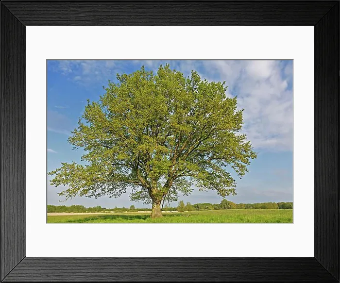 Framed Print : Flowering English oak in a meadow in spring in the valley of the Trebel