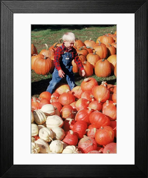 Framed Print : Young Boy in Pumpkin Patch in Maine Framed Print : Young Boy in Pumpkin Patch in Maine