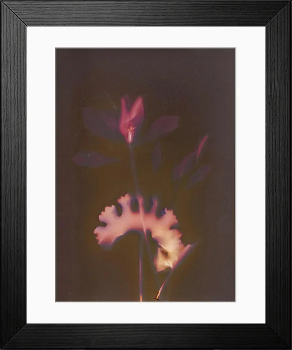 Framed Print : Minimalist Botany Herbarium Illustration of a Flower Framed Print : Minimalist Botany Herbarium Illustration of a Flower