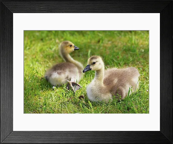 Framed Print : Canada geese (Branta canadensis), two chicks in a meadow, animal children, Schleswig-Holstein, Germany, Europe Framed Print : Canada geese (Branta canadensis), two chicks in a meadow, animal children, Schleswig-Holstein, Germany, Europe