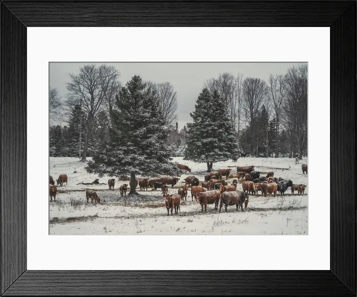 Framed Print : Winter Cattle Framed Print : Winter Cattle