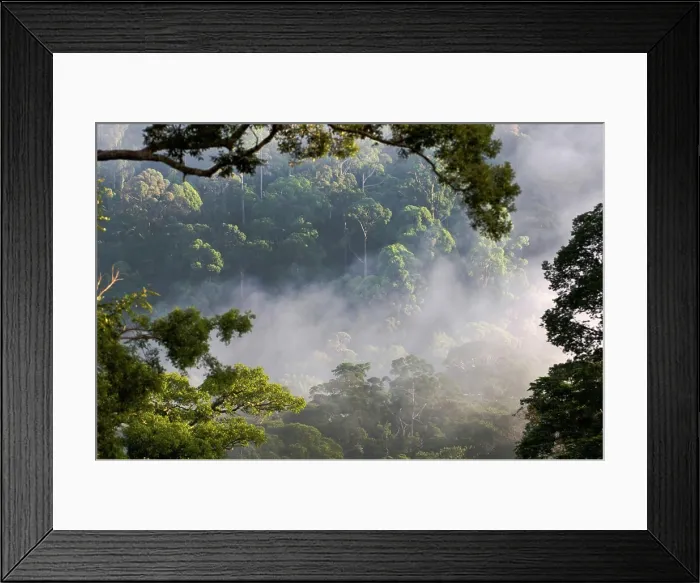 Framed Print : Early morning mist over the canopy at lowland rainforest, Danum Valley, Sabah State, Island of Borneo, Malaysia