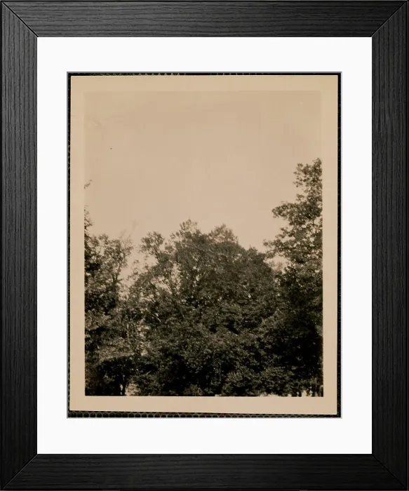 Framed Print : Monte Caro - old tree, Trees. Nicholas Catsimpoolas Collection