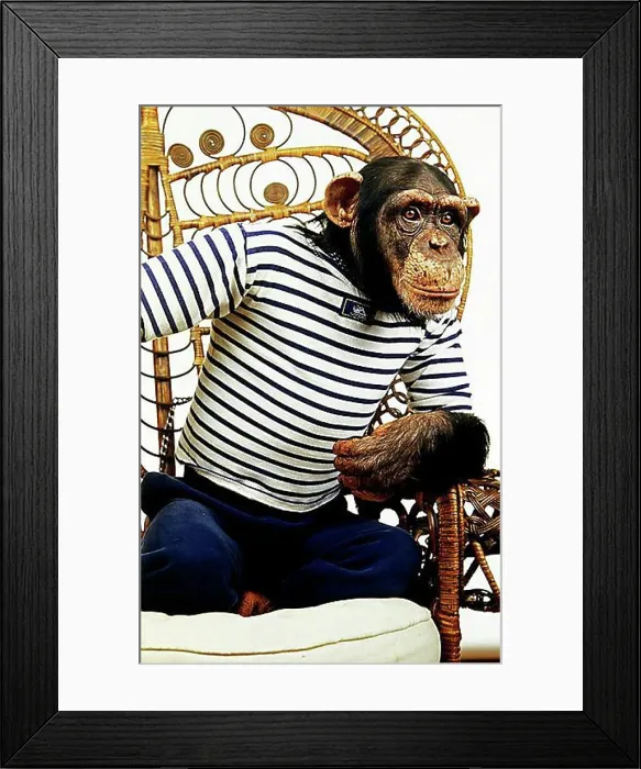 Framed Print : CHIMPANZEE (pan troglodytes), TRAINED AND DISGUISED ANIMAL Framed Print : CHIMPANZEE (pan troglodytes), TRAINED AND DISGUISED ANIMAL