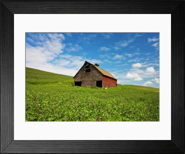 Framed Print : USA, Washington State, Palouse. Old, red barn in field of chickpeas (PR) Framed Print : USA, Washington State, Palouse. Old, red barn in field of chickpeas (PR)