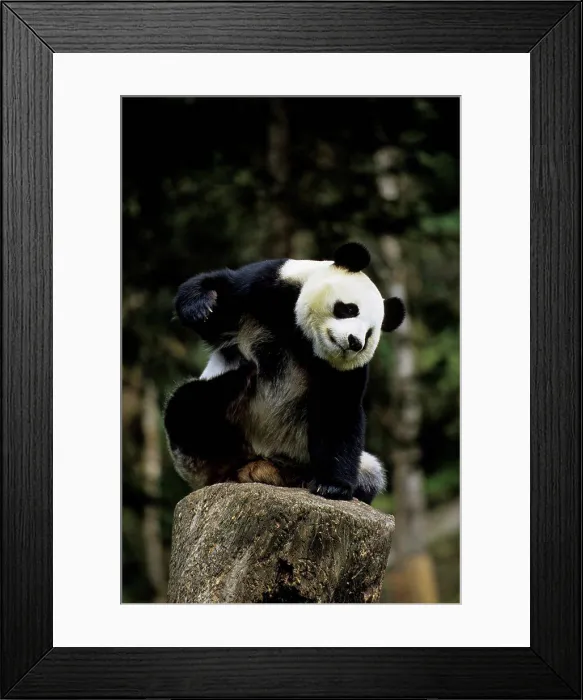 Framed Print : China, Sichuan Province, Wolong Panda Reserve, Giant Panda (Ailuropoda Melanoleuca) On Tree Stump Framed Print : China, Sichuan Province, Wolong Panda Reserve, Giant Panda (Ailuropoda Melanoleuca) On Tree Stump