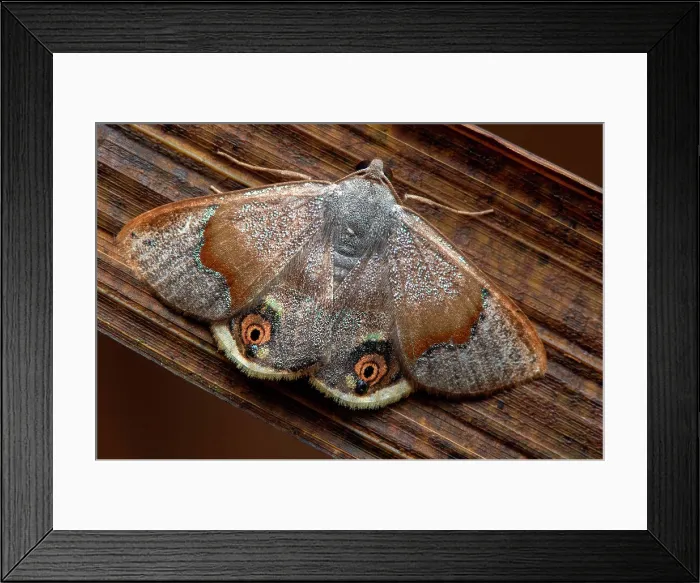 Framed Print : Geometer moth (Ophthalmoblysis sp), undescribed species, Monteverde, Costa Rica