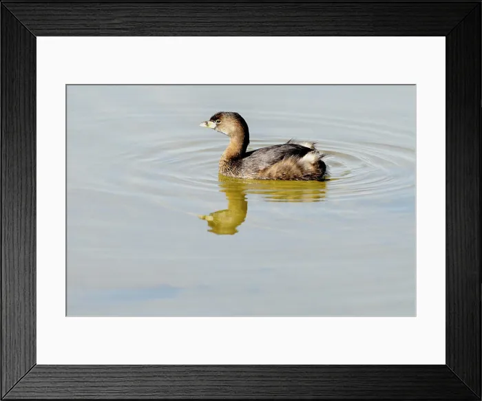 Framed Print : Pie billed grebePodilymbus podiceps winter plumage Framed Print : Pie billed grebePodilymbus podiceps winter plumage