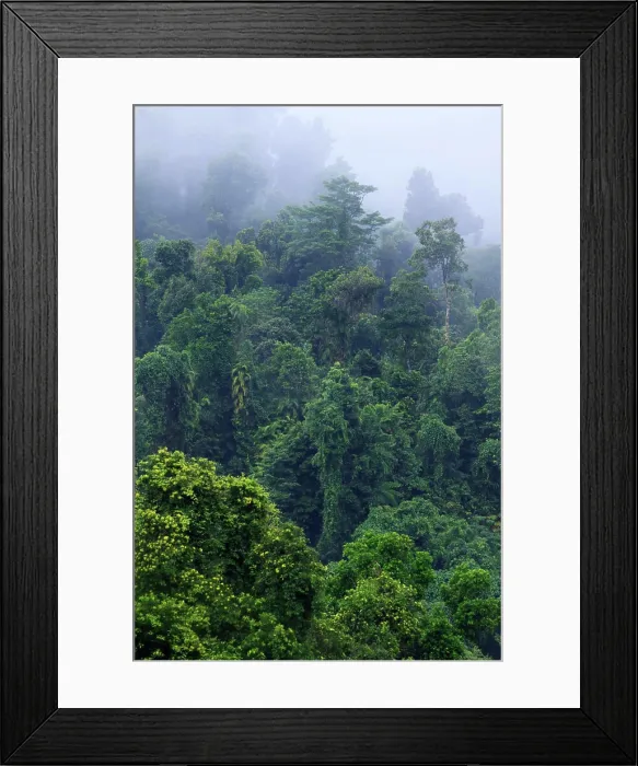 Framed Print : Thick, tropical rainforest covered mountains surround the Babinda Boulders Framed Print : Thick, tropical rainforest covered mountains surround the Babinda Boulders