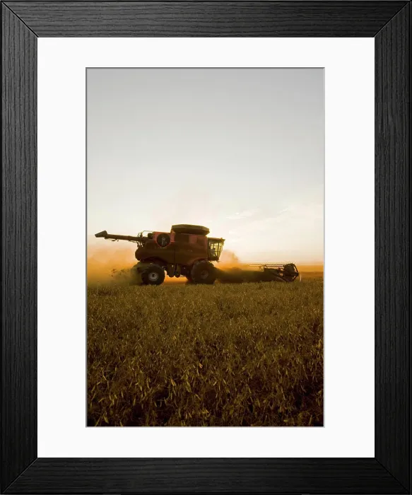Framed Print : a combine harvester works in field of yellow field peas near Winnipeg, Manitoba, Canada